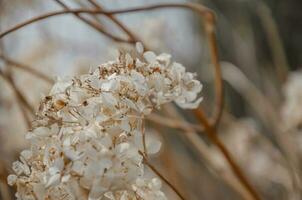 Hydrangea dried flowers in the garden. Natural background photo