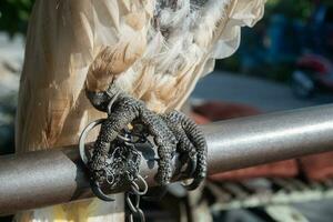 selectivamente atención en el cadenas ese enlazar el aves piernas. suave enfocar. foto concepto para el proteccion de raro y en peligro de extinción animales