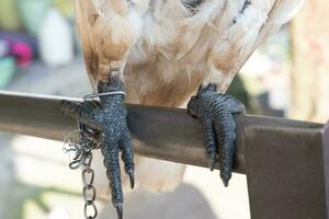 selectivamente atención en el cadenas ese enlazar el aves piernas. suave enfocar. foto concepto para el proteccion de raro y en peligro de extinción animales