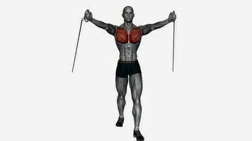 peito mosca baixo para Alto resistência banda ginástica exercício exercite-se animação vídeo masculino músculo realçar 4k 60. fps video