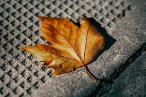 Golden fallen leaves in the warm sunshine photo