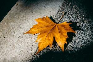 Golden fallen leaves in the warm sunshine photo