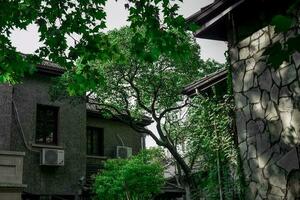 Many European buildings from the Concession era still remain on many old streets in Shanghai photo