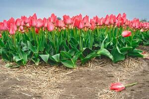 Rows of pink tulips in The Netherlands, During Spring. photo