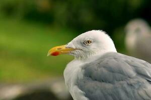 Closeup portrait of seagull bird photo