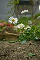 Closeup shot of beautiful spring flowers daisies in the garden photo