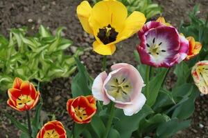 A multitude of tulips of different colors that can be found in a local garden. The picture is taken on a clear day photo