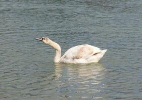 Pictures of a swan at the edge of a lake looking for food and floating quietly on the lake photo