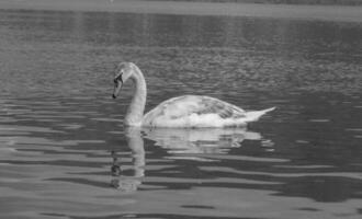 Pictures of a swan at the edge of a lake looking for food and floating quietly on the lake photo