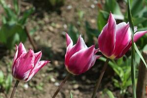 A thead of a tulip that has both purple and white patterns on it photo