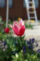 A thead of a tulip that has both purple and white patterns on it photo