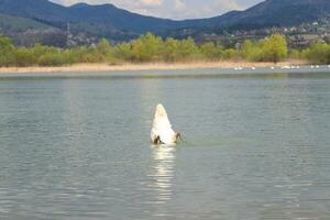 Pictures of a swan at the edge of a lake looking for food and floating quietly on the lake photo