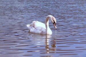 Pictures of a swan at the edge of a lake looking for food and floating quietly on the lake photo