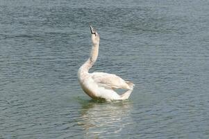 Pictures of a swan at the edge of a lake looking for food and floating quietly on the lake photo