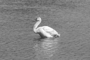Pictures of a swan at the edge of a lake looking for food and floating quietly on the lake photo
