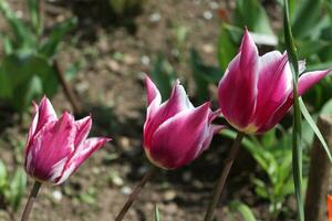 A thead of a tulip that has both purple and white patterns on it photo