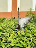 A dove with open wings sits on a bush looking for berries photo