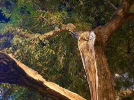 Tree branch broken by lightning strike photo