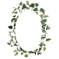 Trendy tropical leaves of different creepers with white ellipse sheet. Card with exotic leaves frame. Liana vector