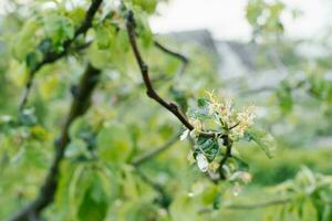 descolorido manzana flores en un árbol rama después el lluvia foto