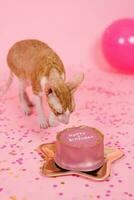 Red cat cornish rex sniffs a bento cake on a pink background with confetti photo