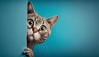 Frightened cat peeks out from behind a corner on a blue background, with copy space, created with technology photo