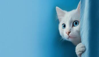 Frightened cat peeks out from behind a corner on a blue background, with copy space, created with technology photo