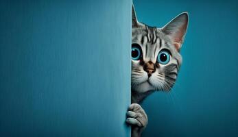 Frightened cat peeks out from behind a corner on a blue background, with copy space, created with technology photo