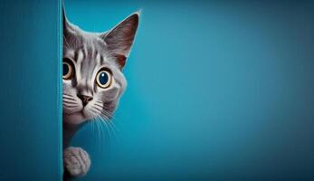 Frightened cat peeks out from behind a corner on a blue background, with copy space, created with technology photo