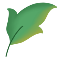 illustration de feuilles vertes png