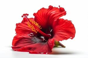 Red hibiscus flower isolated on white background. photo