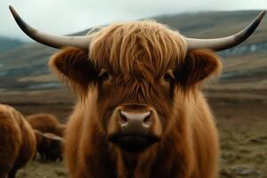 Front view of a highland cow. photo