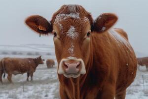 A brown cow with long horns standing in a field of snow. photo