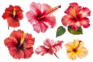 Set of hibiscus flowers isolated on a white background. photo