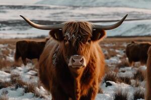 A brown cow with long horns standing in a field of snow. photo