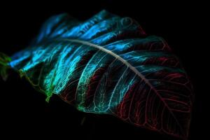 Tropical leaf est glow in the black light background high contrast. photo