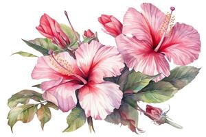 mano dibujado acuarela pintura con rosado chino hibisco Rosa flores aislado en blanco antecedentes. ai generado foto