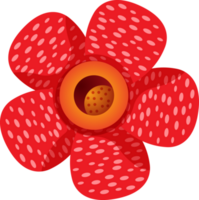 Rafflesia Arnoldii Malaysia clipart PNG