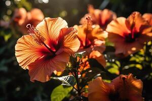 vibrante hibisco floraciones en el luz de sol. ai generado foto