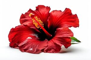 rojo hibisco flor aislado en blanco antecedentes. ai generado foto