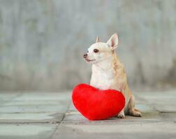 Perros chihuahua de pelo corto marrón sentados con una almohada en forma de corazón rojo en el piso de baldosas borrosas y el concepto de día de San Valentín en la pared de cemento. foto