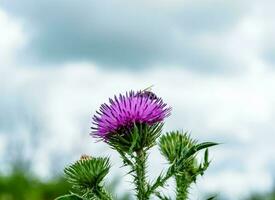 Beautiful wild flower winged bee on background foliage meadow photo