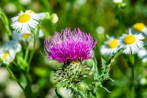 Beautiful growing flower root burdock thistle on background meadow photo