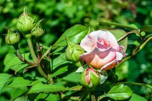 Photography on theme beautiful wild growing flower rose photo