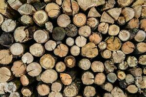 Photography on theme big wall of stacked oak tree logs in cracks photo