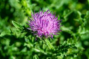 Hermosa flor creciente cardo de raíz de bardana en pradera de fondo foto