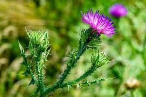 Beautiful growing flower root burdock thistle on background meadow photo