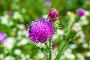 Beautiful growing flower root burdock thistle on background meadow photo