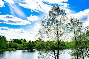 Beautiful grass swamp reed growing on shore reservoir in countryside photo