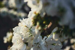 Spanish Cherry Blossom photo